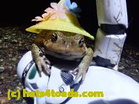 /home//u458753944/public_html/sourcegallery////////////////////////////Roxborough Toad Detour/2021/2021-04-11/P4110239.JPG